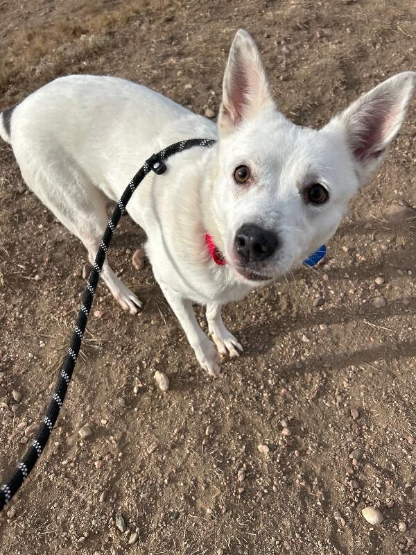 Esquia, a Adoptable mixed breed in Fort Collins, CO image 3/6