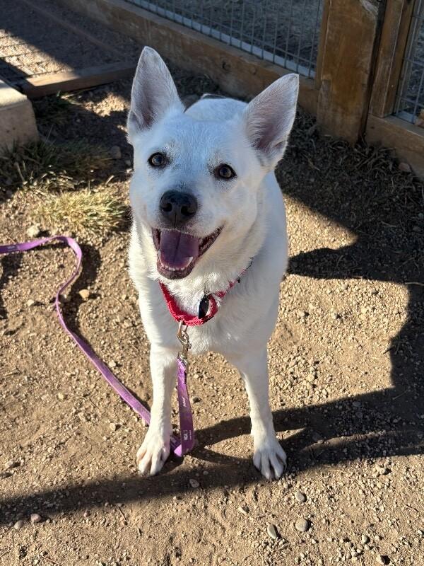 Esquia, a Adoptable mixed breed in Fort Collins, CO image 4/6