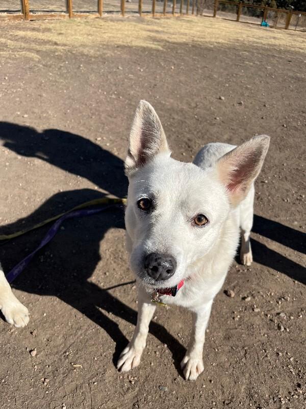 Esquia, a Adoptable mixed breed in Fort Collins, CO image 5/6