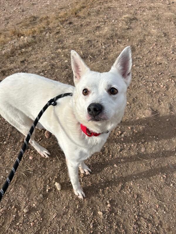 Esquia, a Adoptable mixed breed in Fort Collins, CO image 6/6