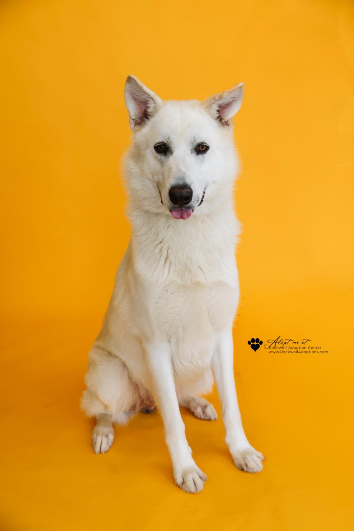 Enlarge Bodhi, a Adoptable German Shepherd Dog in Rockwall, TX image 1/3