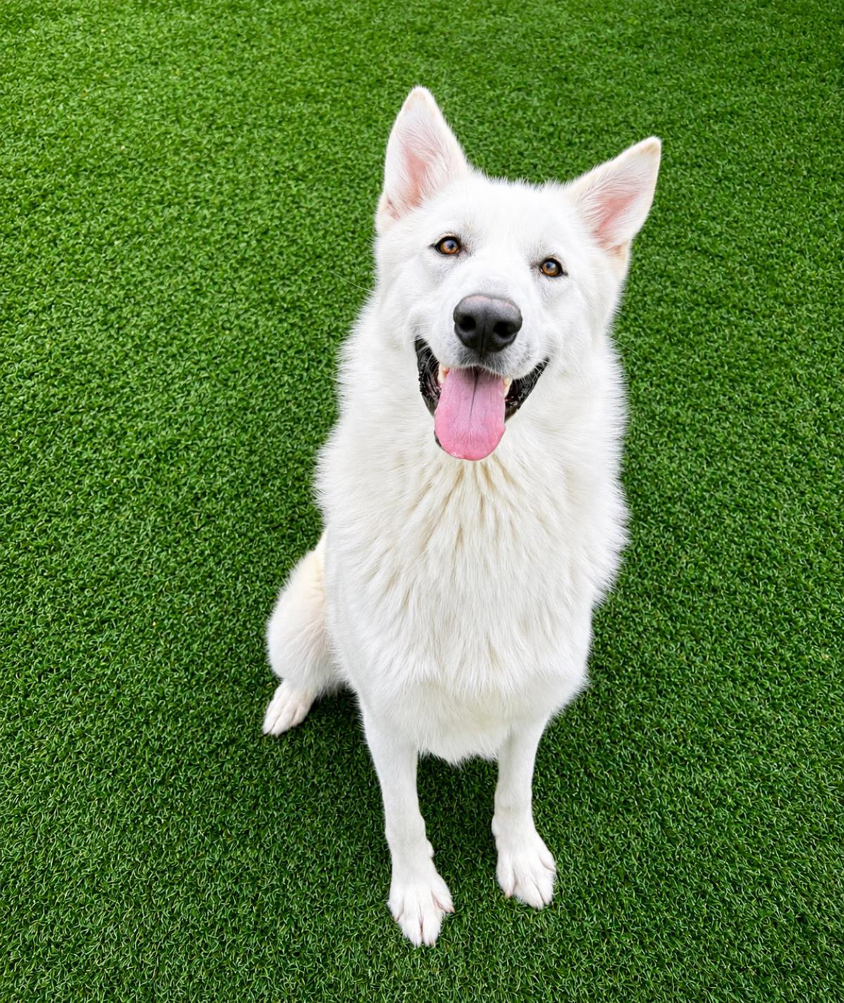Enlarge Bodhi- Diamond Dog! $75 Adoption Fee!, a Adoptable German Shepherd Dog in Rockwall, TX image 2/3