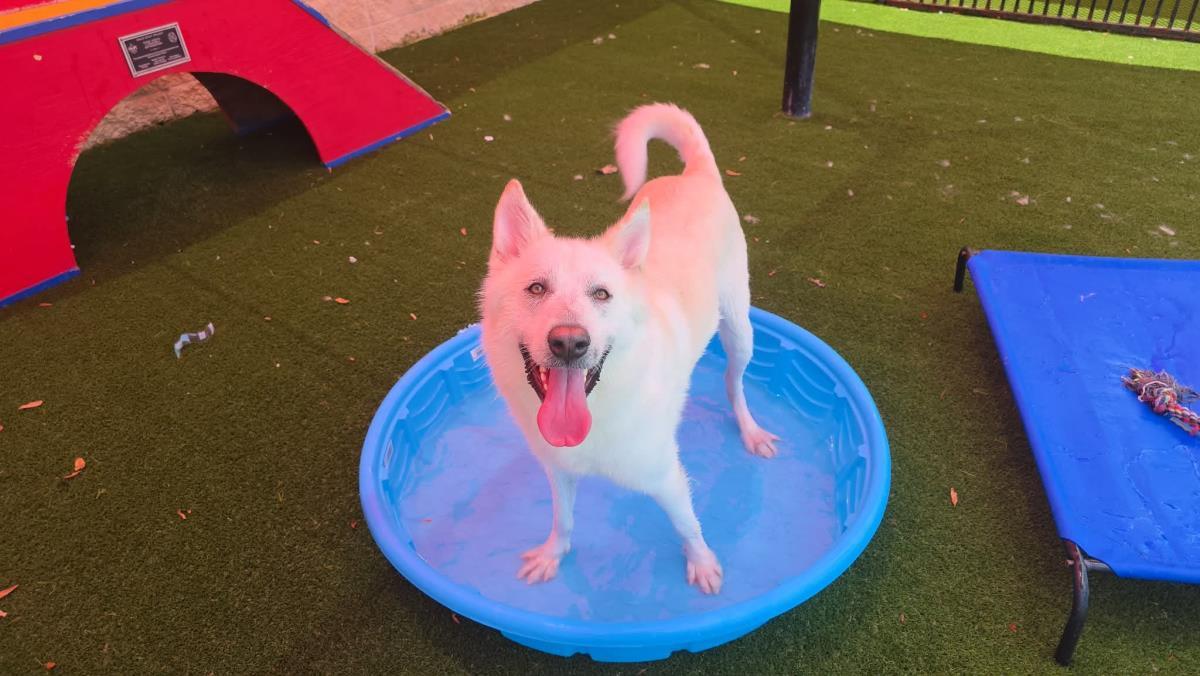 Bodhi- Diamond Dog! $75 Adoption Fee!, a Adoptable German Shepherd Dog in Rockwall, TX image 2/3