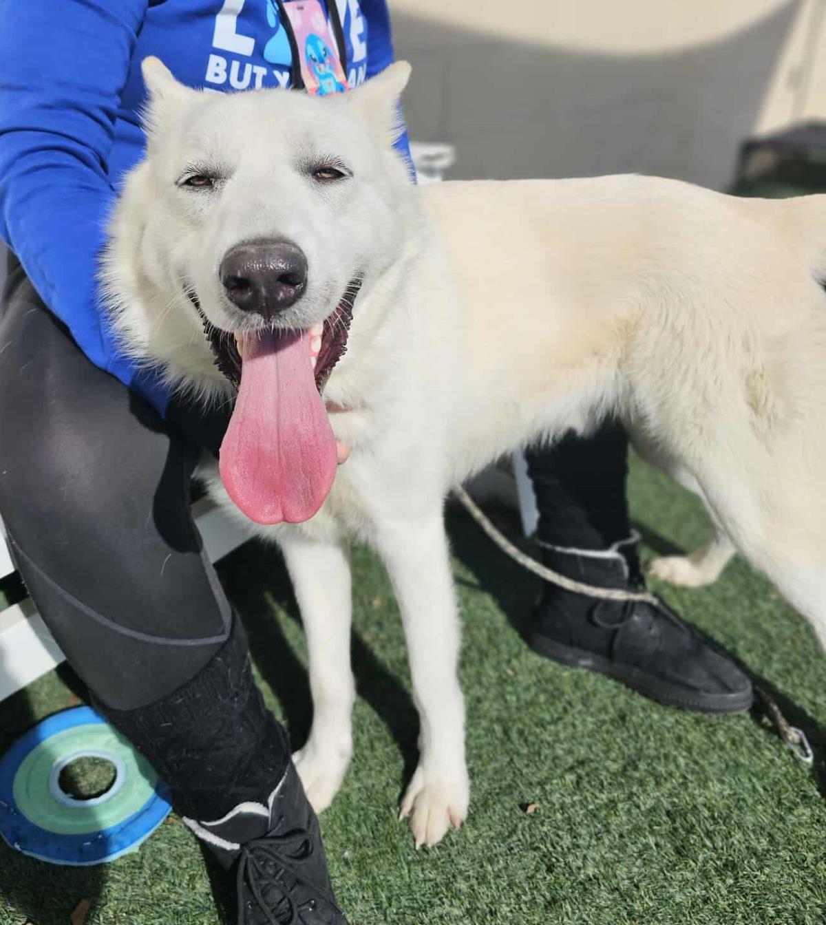 Enlarge Bodhi, a Adoptable German Shepherd Dog in Rockwall, TX image 2/3
