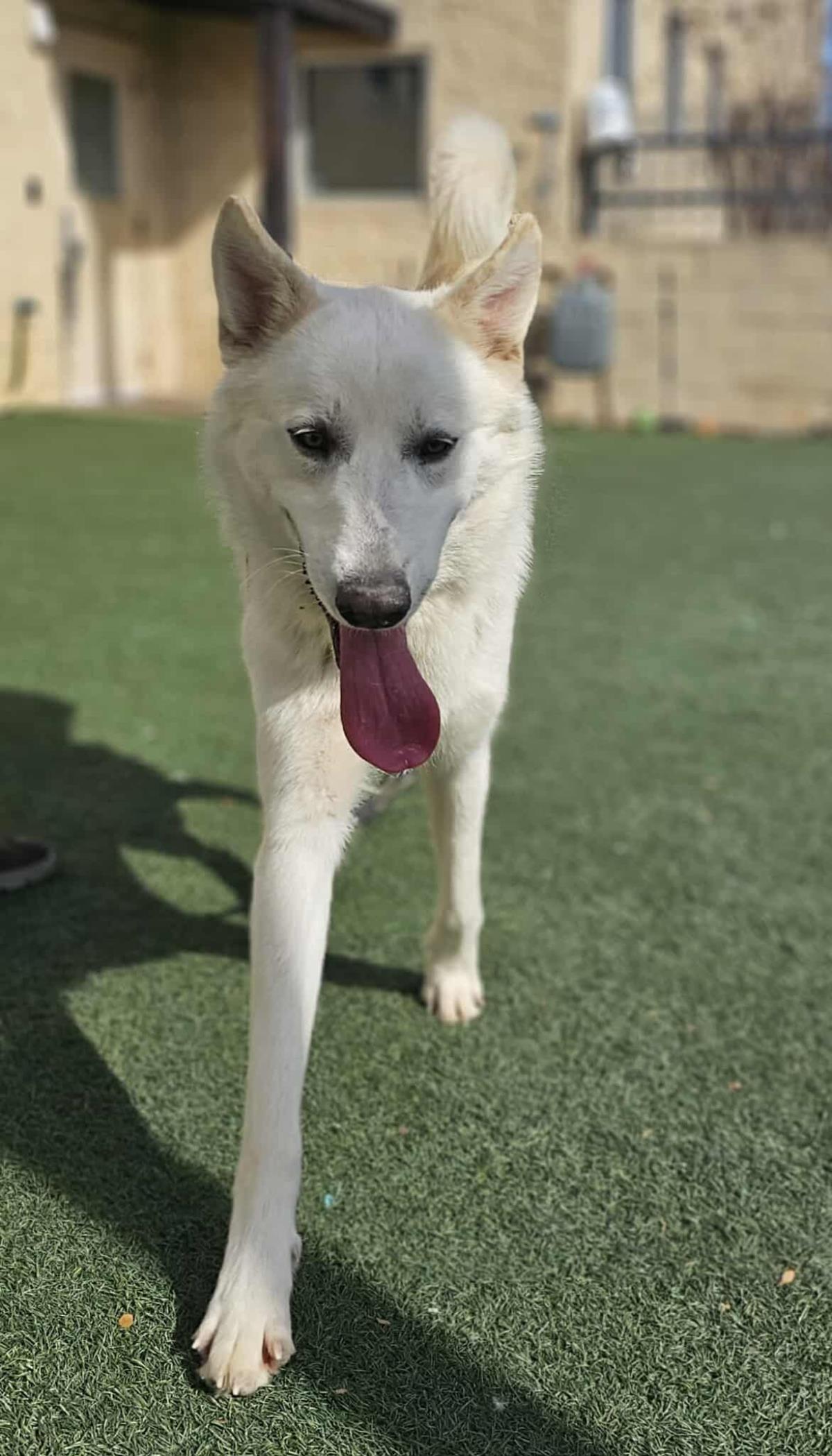 Enlarge Bodhi, a Adoptable German Shepherd Dog in Rockwall, TX image 3/3