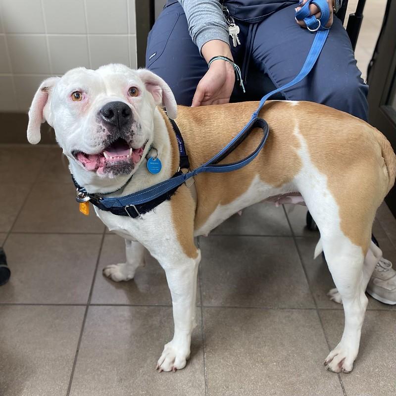 Enlarge Penny, an adopted Mixed Breed in Truckee, CA image 1/4