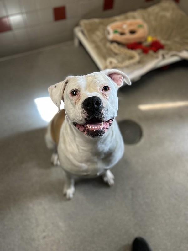 Enlarge Penny, an adopted Mixed Breed in Truckee, CA image 2/4