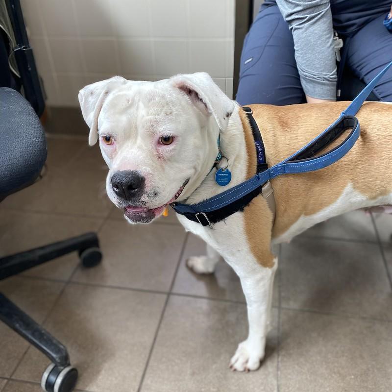 Enlarge Penny, an adopted Mixed Breed in Truckee, CA image 3/4