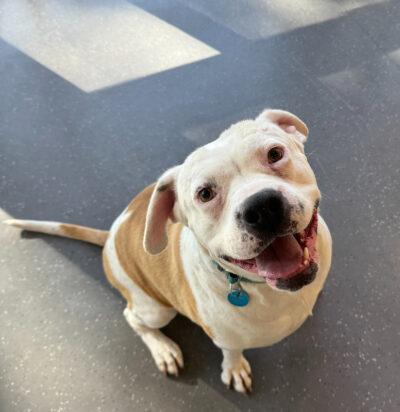 Enlarge Penny, an adopted Mixed Breed in Truckee, CA image 4/4