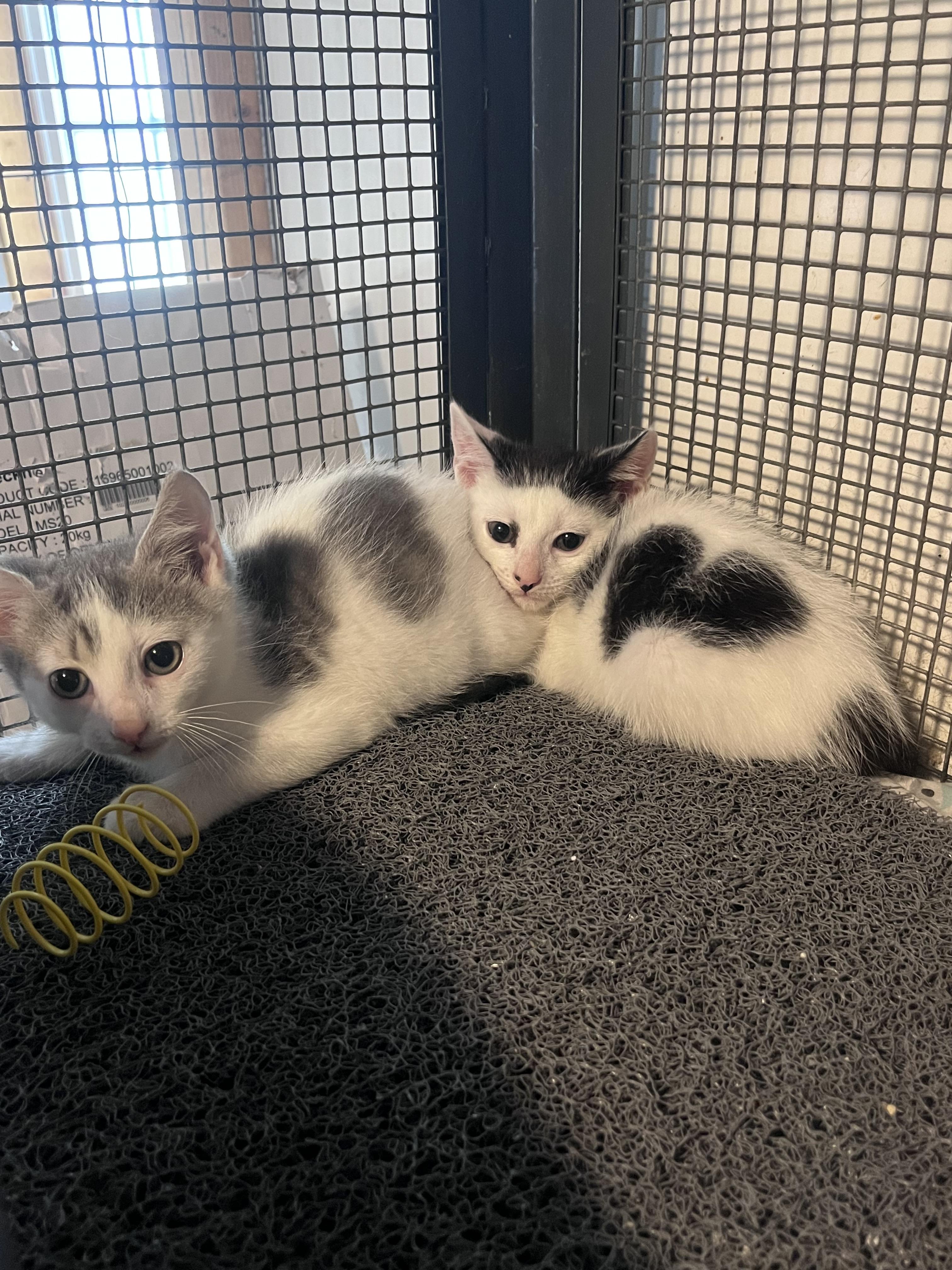 Enlarge Babies, a Adoptable Domestic Short Hair in Baltimore, MD image 1/5