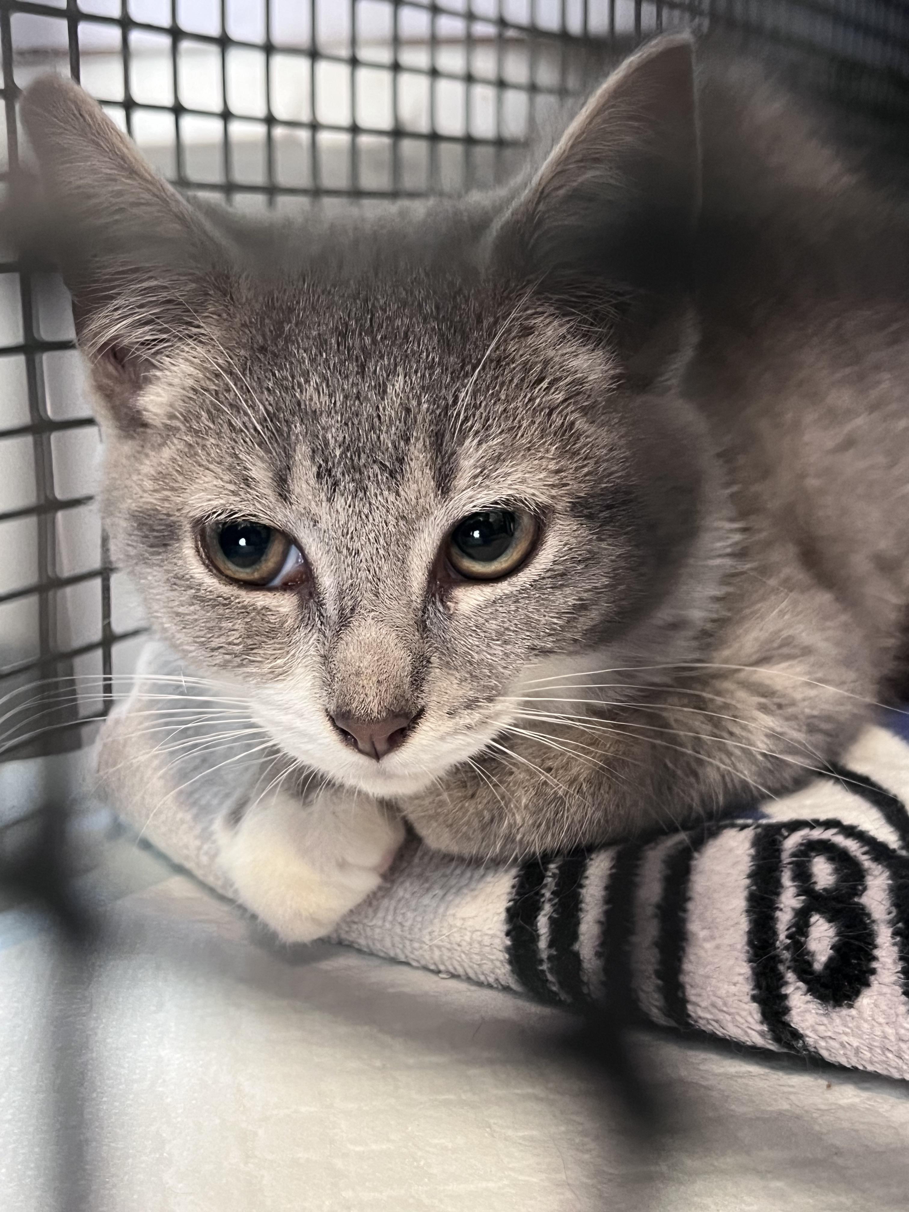 Enlarge Babies, a Adoptable Domestic Short Hair in Baltimore, MD image 3/5