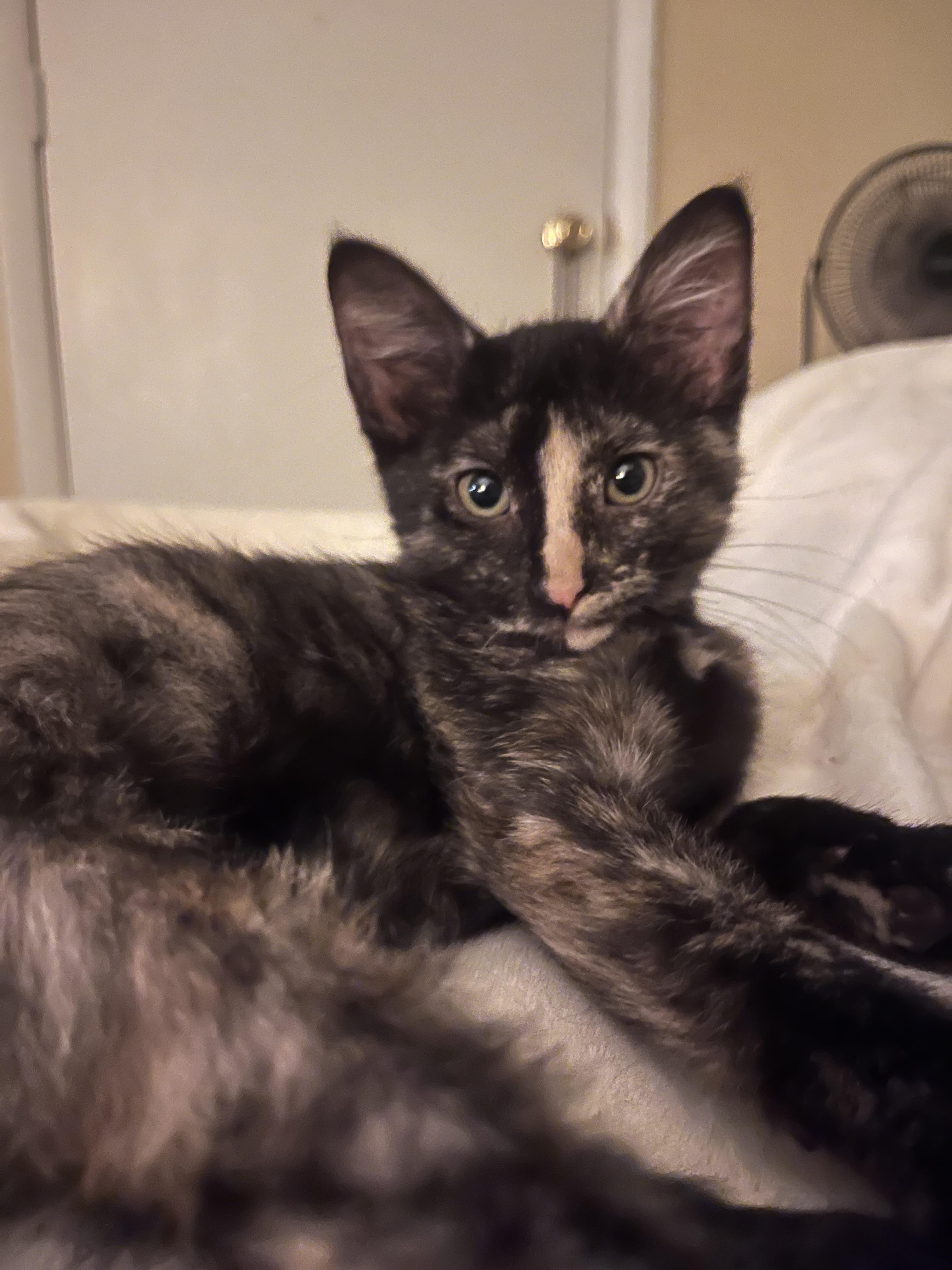 Enlarge Babies, a Adoptable Domestic Short Hair in Baltimore, MD image 4/5