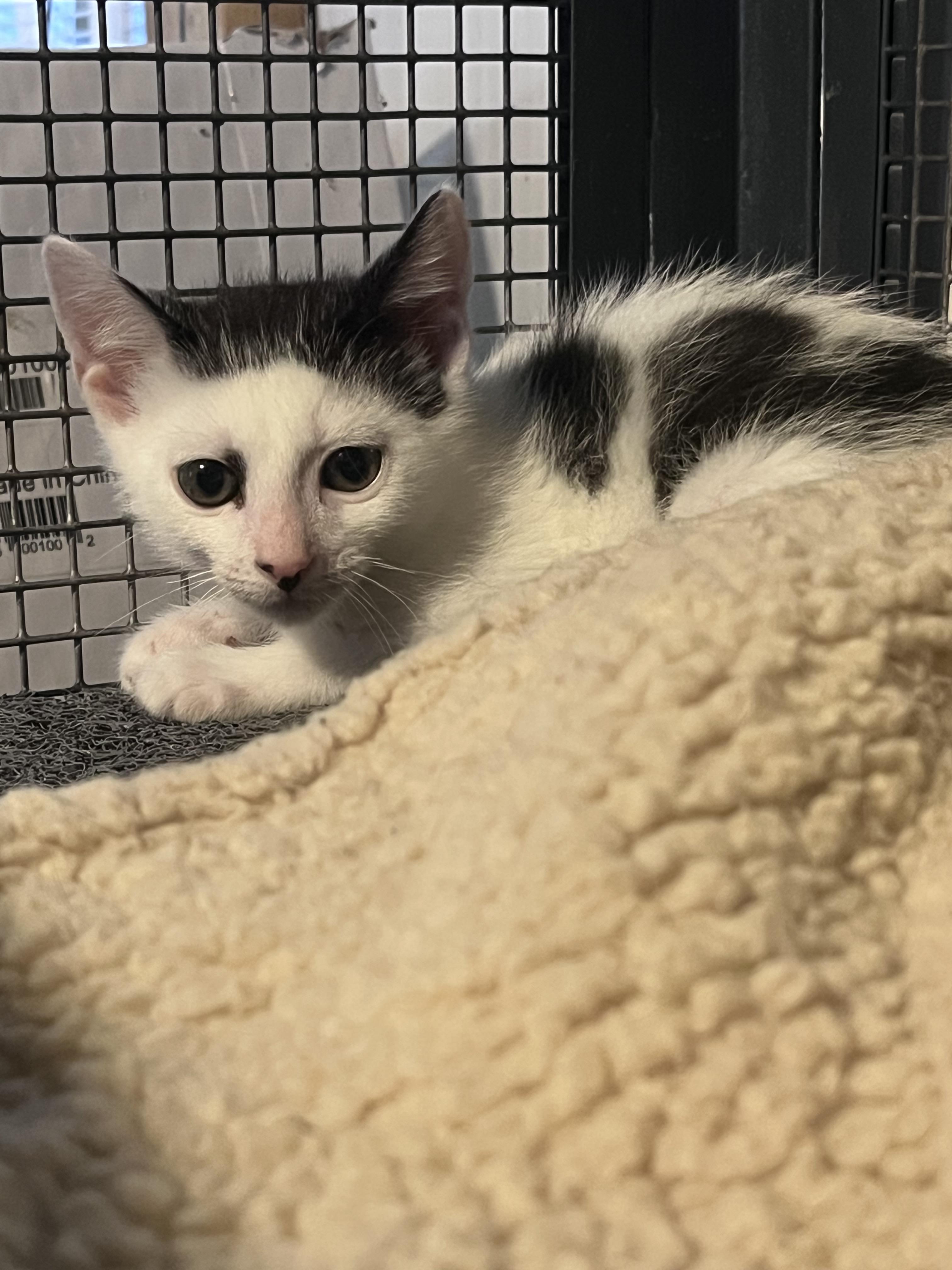 Enlarge Babies, a Adoptable Domestic Short Hair in Baltimore, MD image 5/5