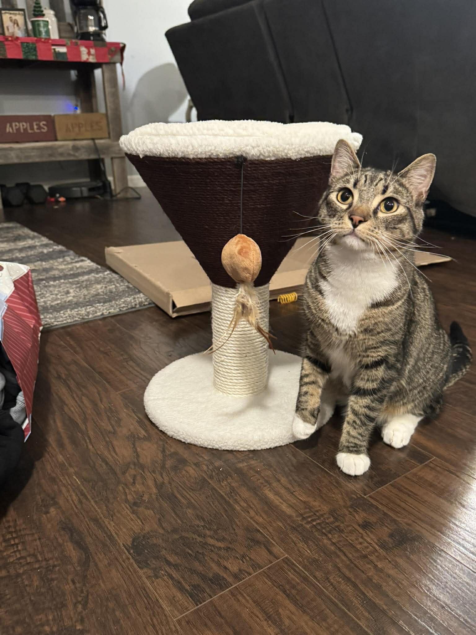Bennie, a ADOPTABLE Domestic Short Hair in Irwin, PA image 2/5