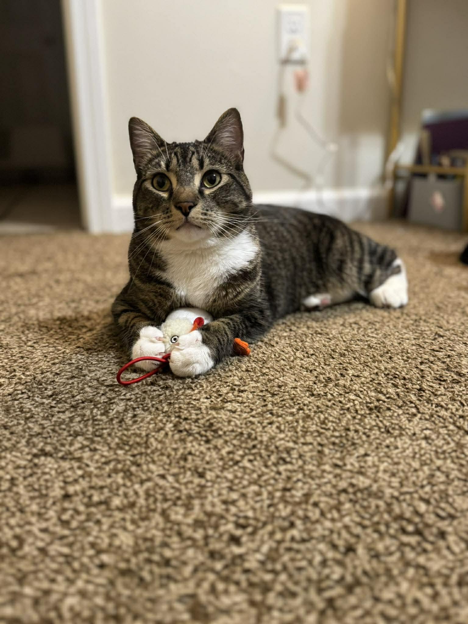 Bennie, ADOPTABLE, Young Male Domestic Short Hair.