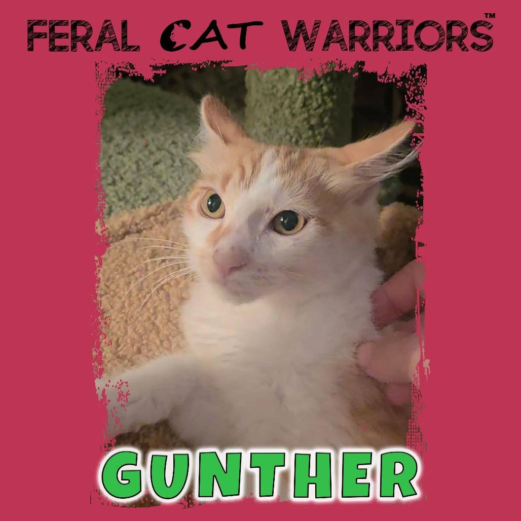 Gunther, Adoptable, Kitten Male Domestic Medium Hair.