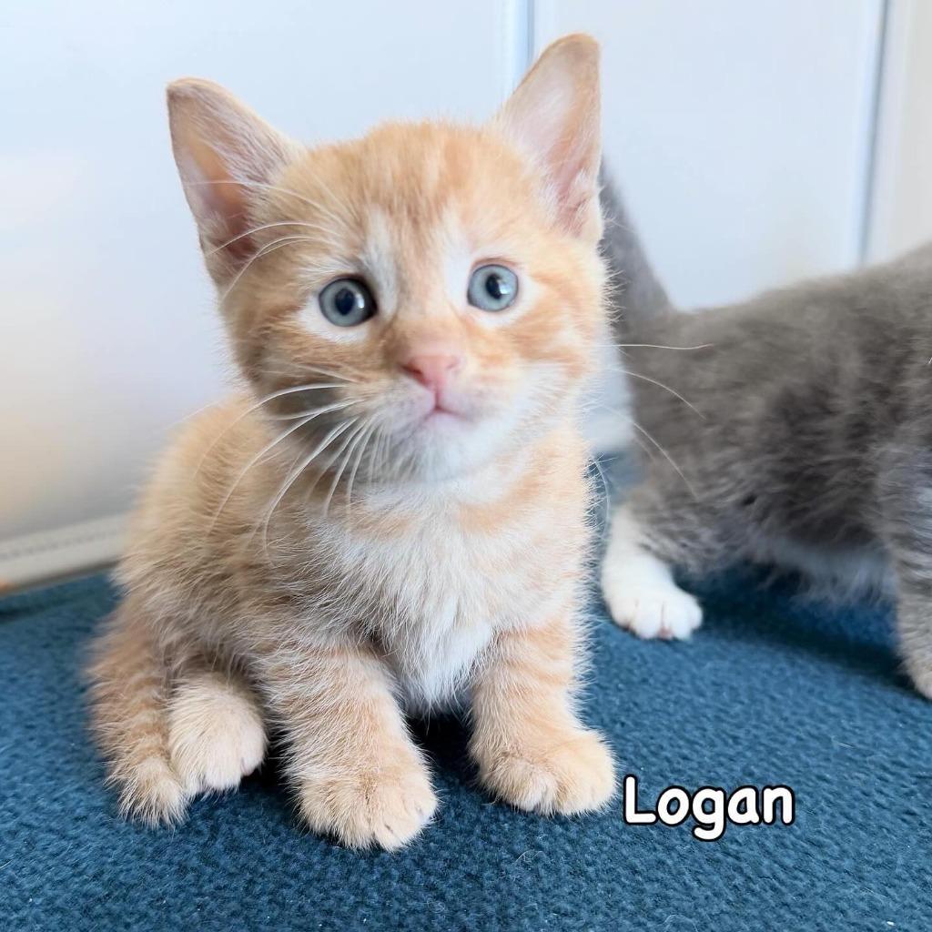 Enlarge Logan, a Adoptable mixed breed in Mineral, VA image 1/1