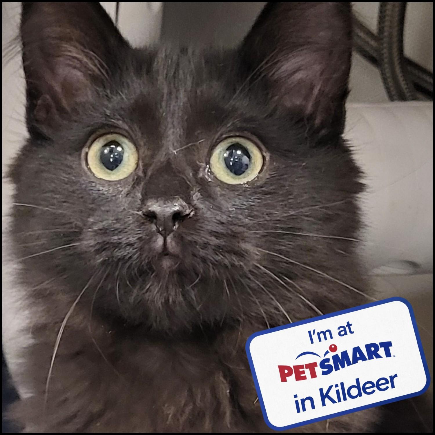 Ragu, Adopted, Kitten Female Domestic Long Hair.