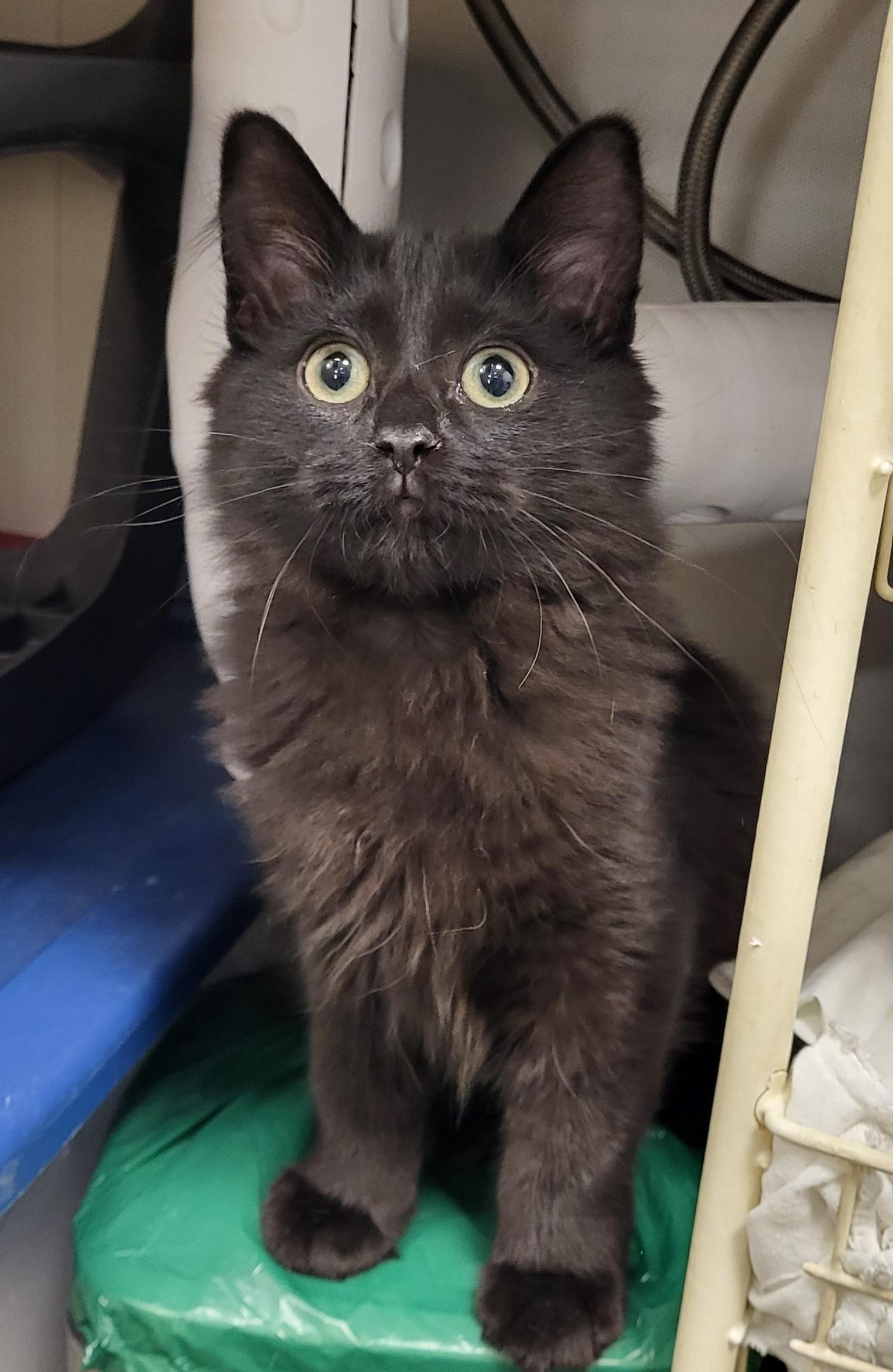 Enlarge Ragu, a Adopted Domestic Long Hair in Grayslake, IL image 3/3