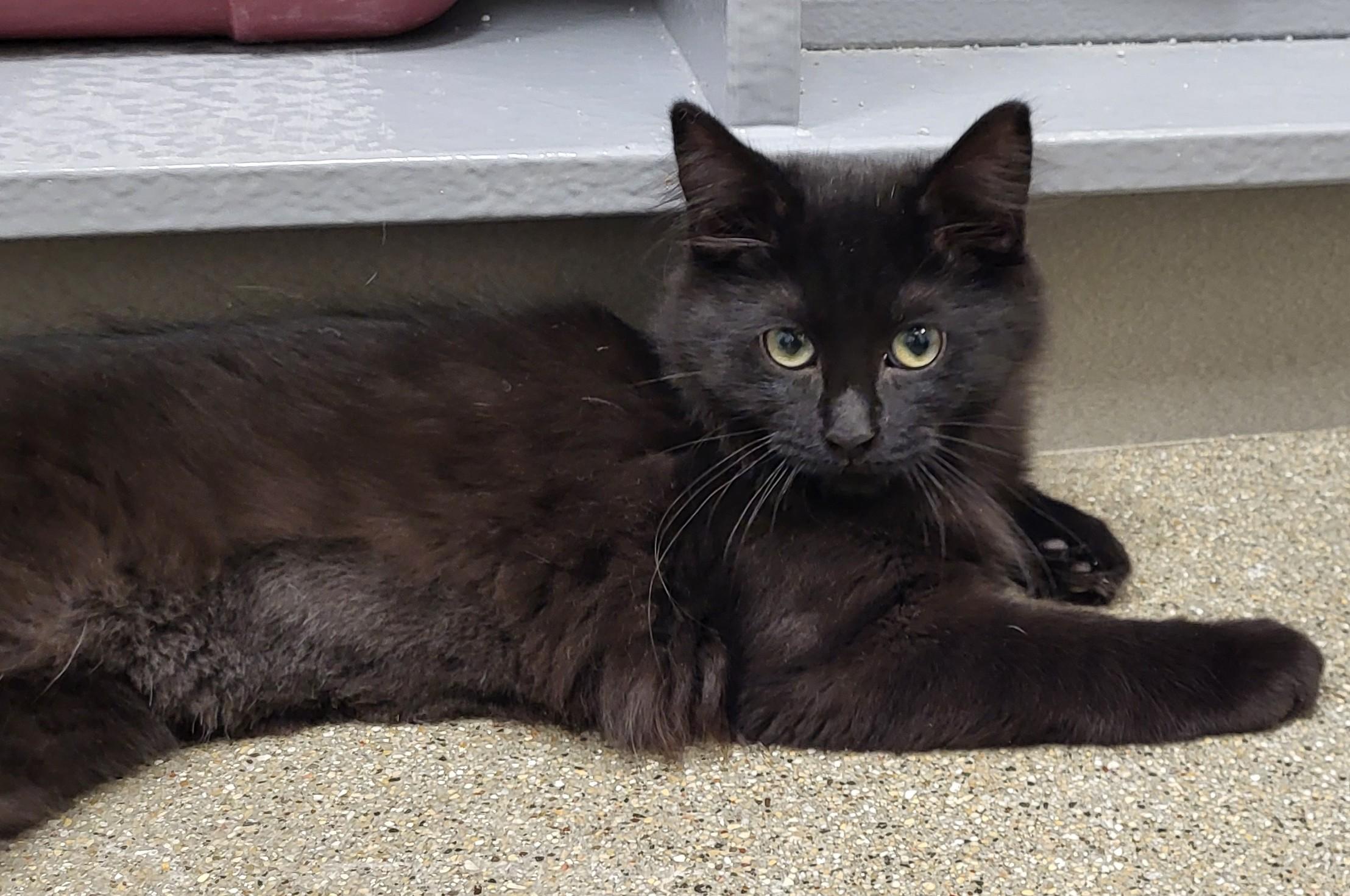Enlarge Ragu, a Adopted Domestic Long Hair in Grayslake, IL image 2/3
