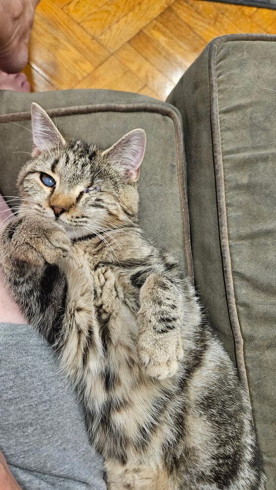 Enlarge Tenley, a Adoptable mixed breed in Olyphant, PA image 1/6