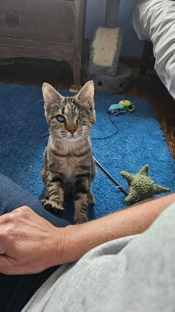 Enlarge Tenley, a Adoptable mixed breed in Olyphant, PA image 2/6