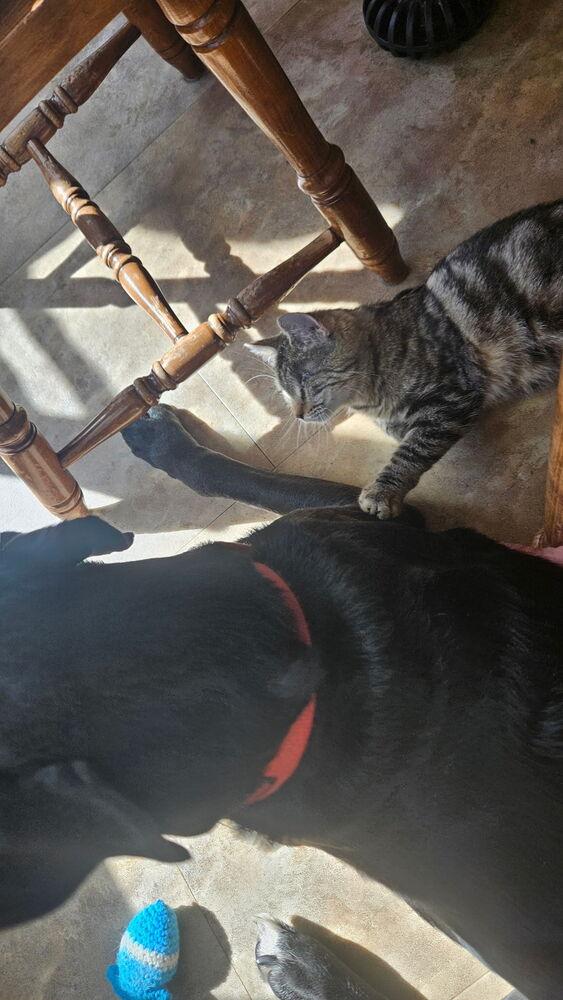 Enlarge Tenley, a Adoptable mixed breed in Olyphant, PA image 3/6