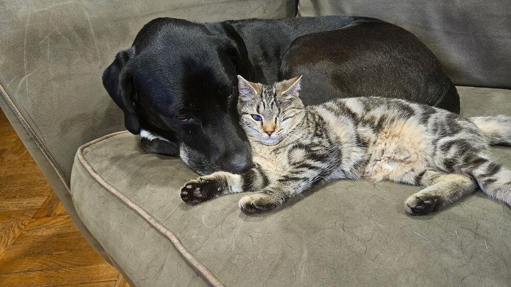 Enlarge Tenley, a Adoptable mixed breed in Olyphant, PA image 4/6