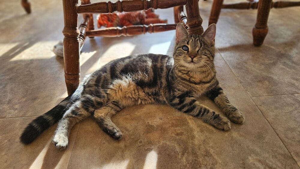 Enlarge Tenley, a Adoptable mixed breed in Olyphant, PA image 5/6