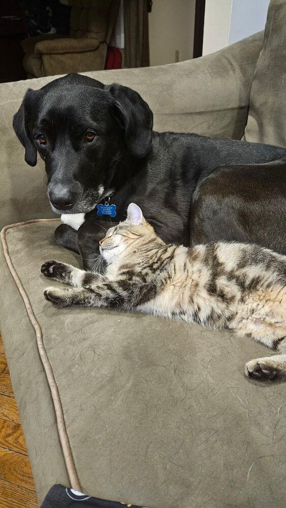 Enlarge Tenley, a Adoptable mixed breed in Olyphant, PA image 6/6