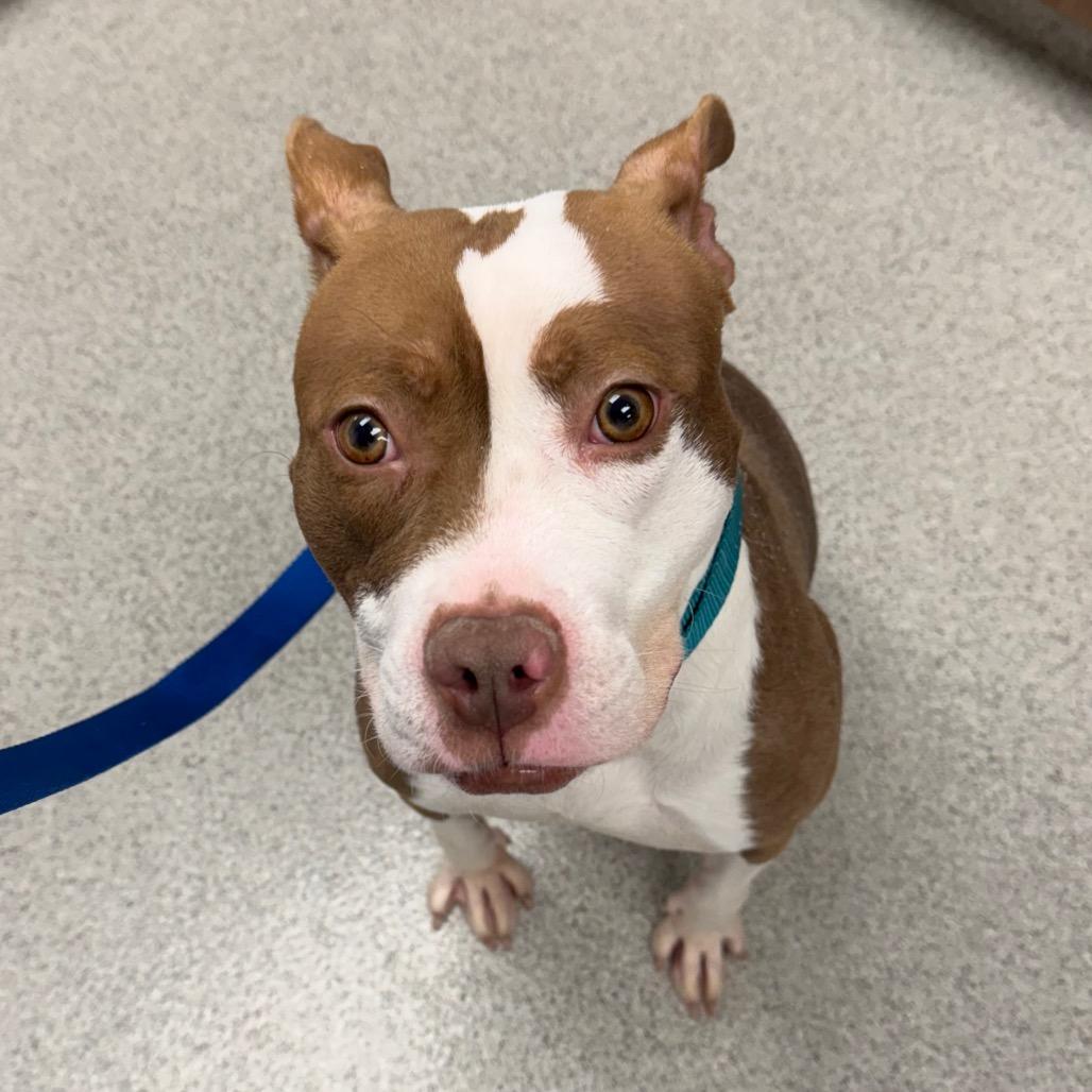 Mocha, Adoptable, Young Female Mixed Breed.