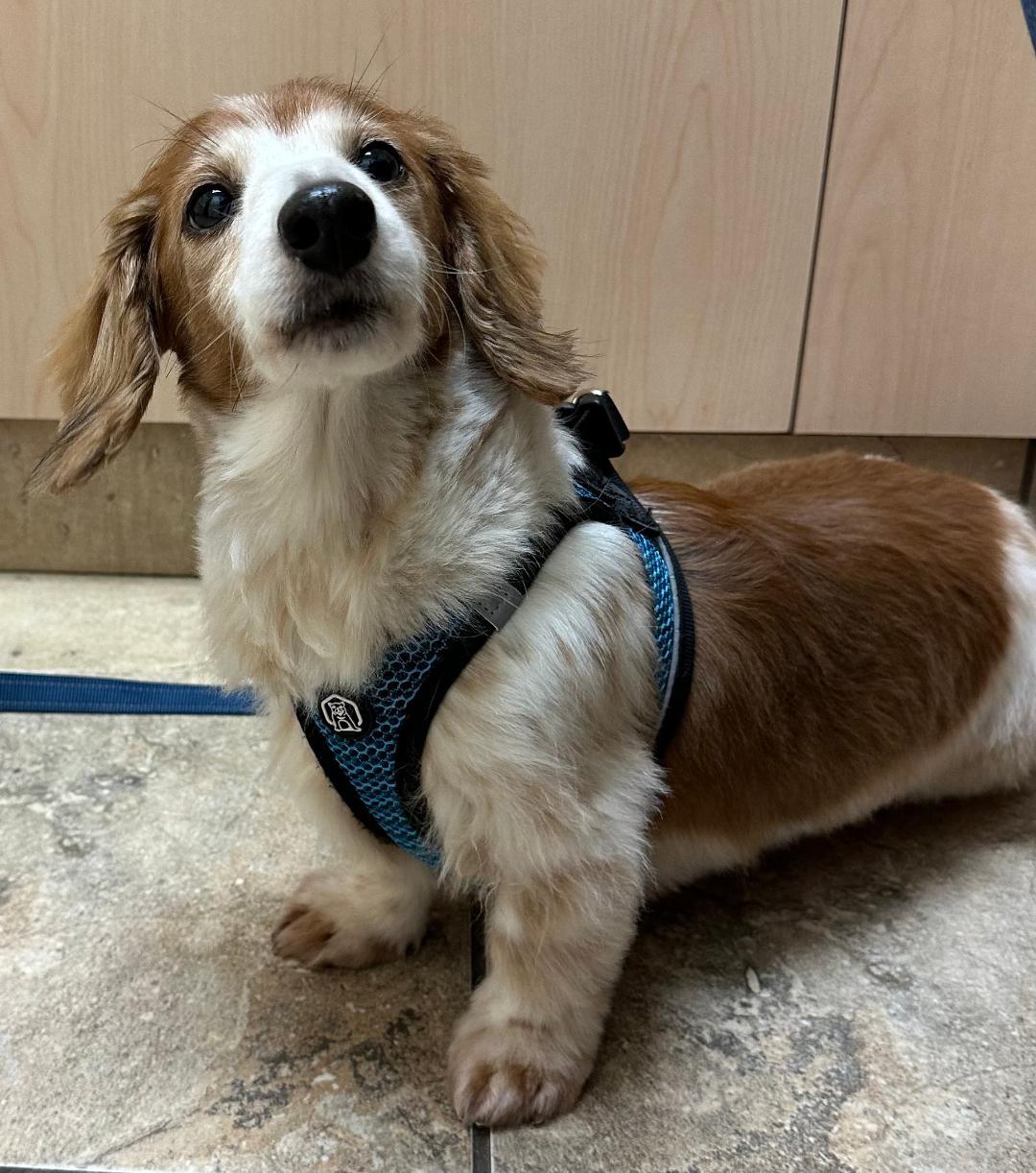 Enlarge Snoopy, a Adoptable Dachshund in Stoughton, MA image 1/6