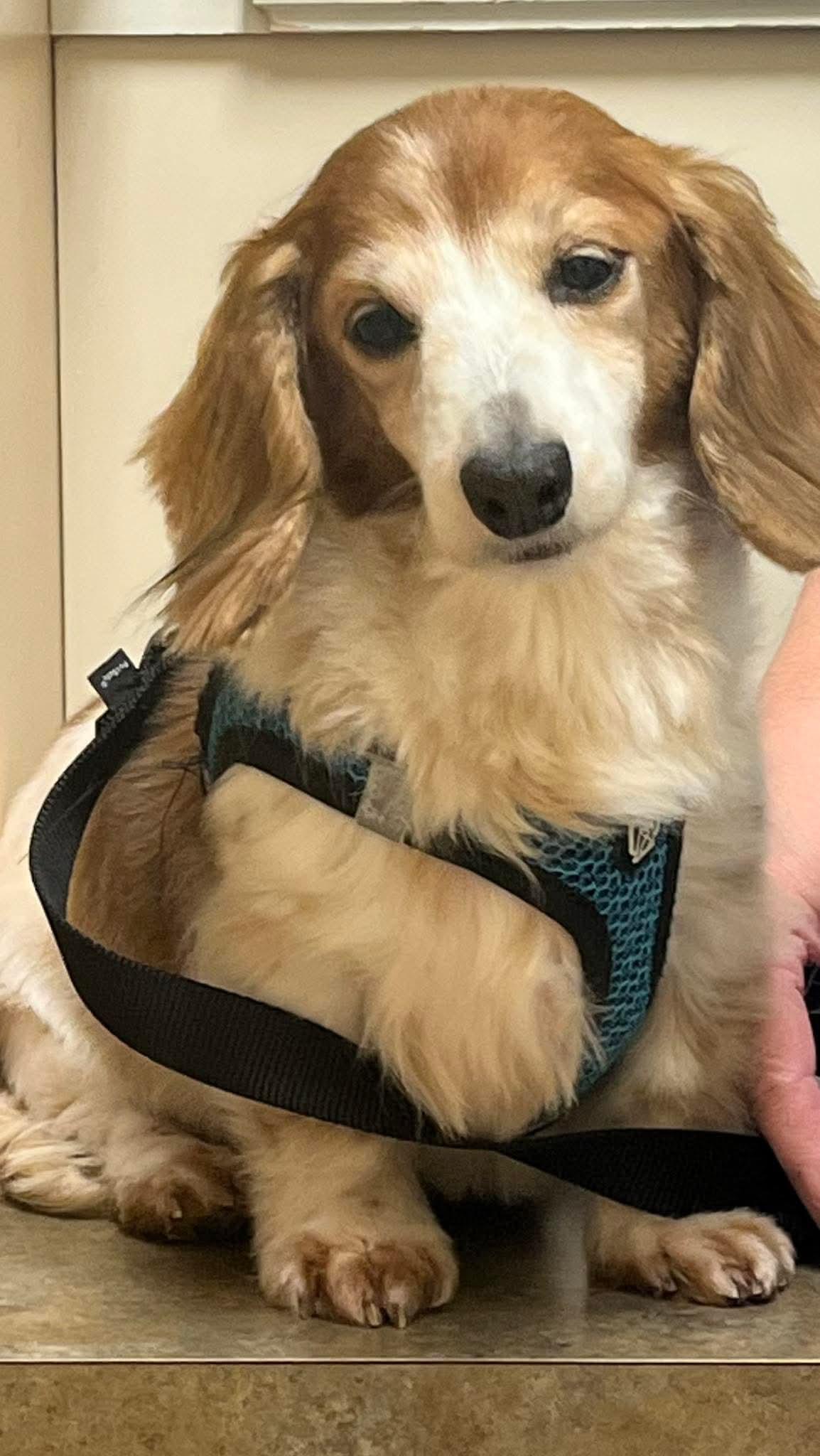 Enlarge Snoopy, a Adoptable Dachshund in Stoughton, MA image 2/6