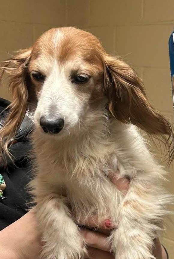 Enlarge Snoopy, a Adoptable Dachshund in Stoughton, MA image 3/6