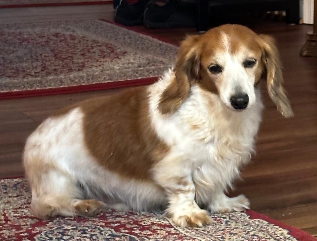 Enlarge Snoopy, a Adoptable Dachshund in Stoughton, MA image 4/6