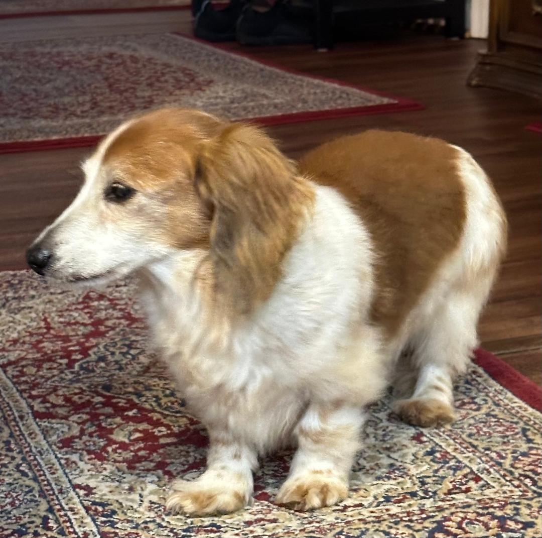 Enlarge Snoopy, a Adoptable Dachshund in Stoughton, MA image 5/6