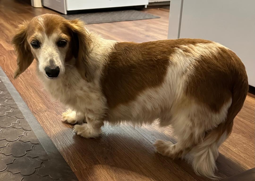 Enlarge Snoopy, a Adoptable Dachshund in Stoughton, MA image 6/6