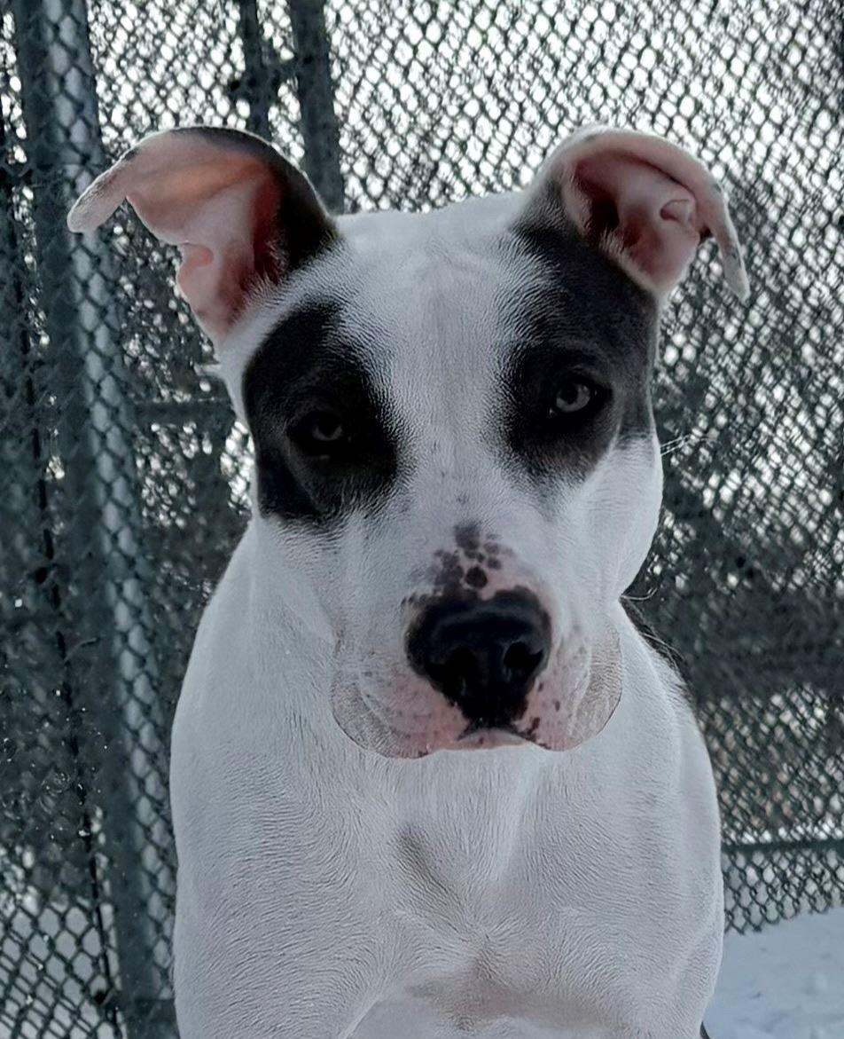 Blanca, ADOPTABLE, Adult Female Pit Bull Terrier.