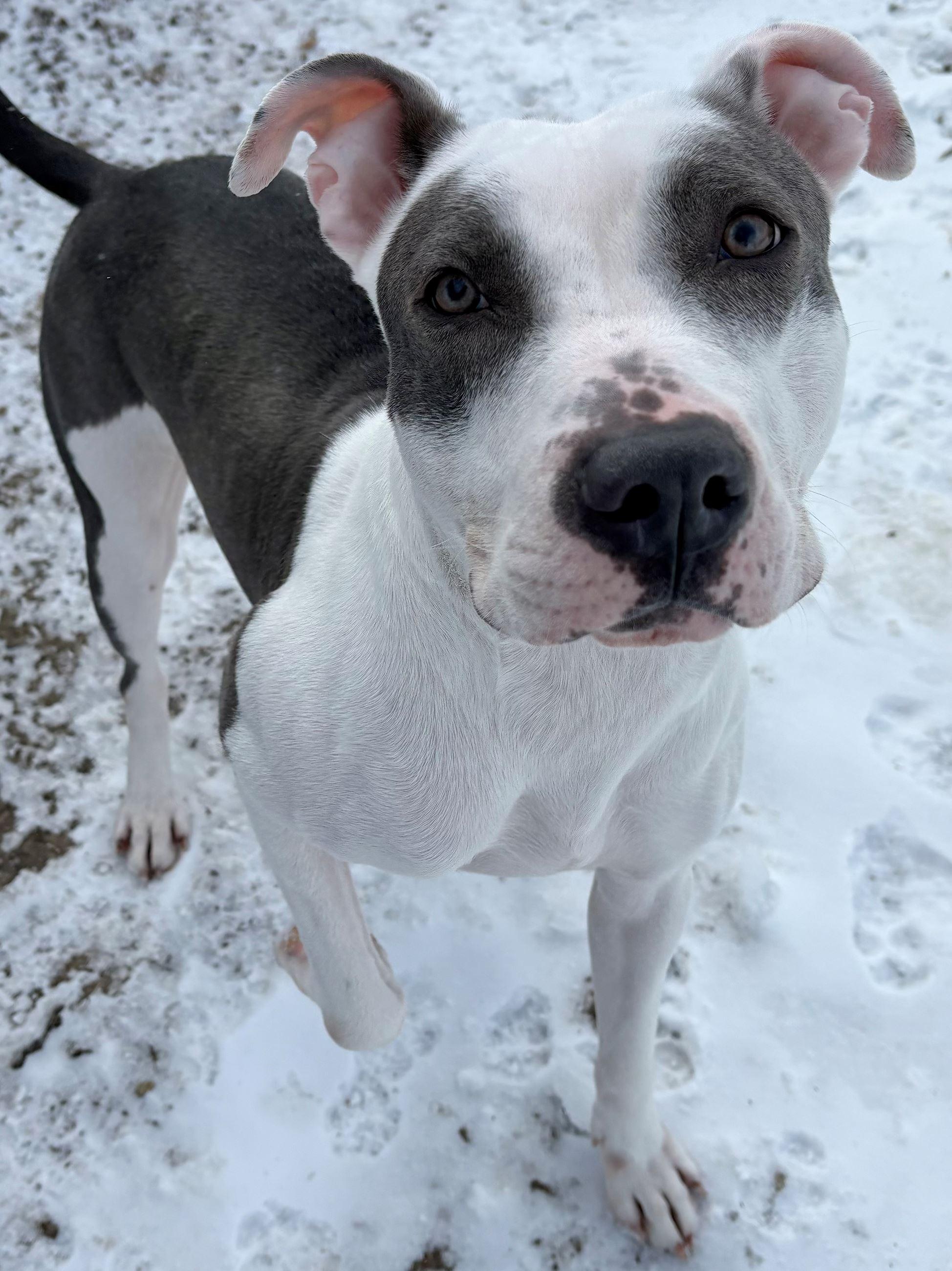 Enlarge Blanca, a ADOPTABLE mixed breed in Iowa City, IA image 2/2