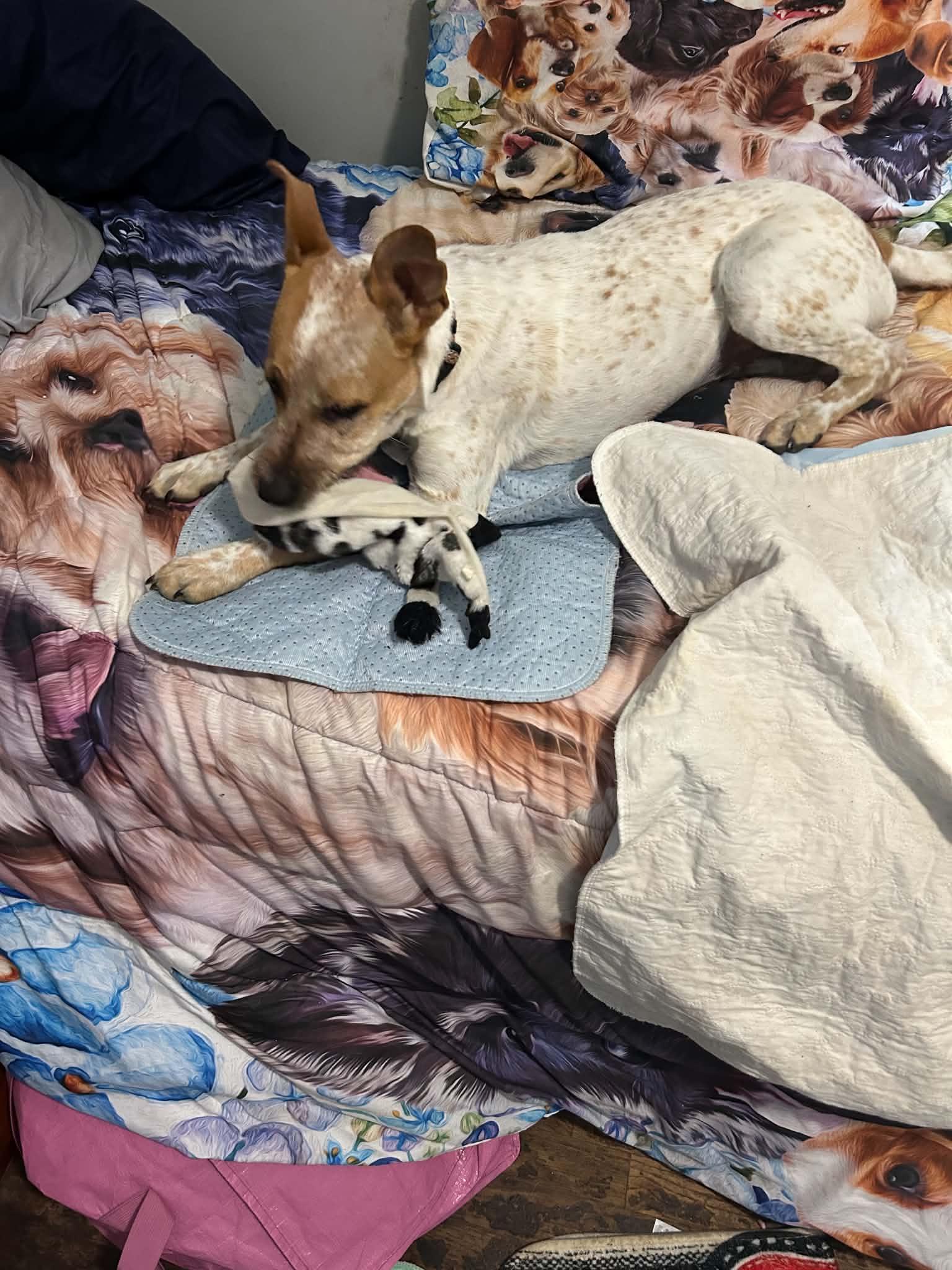 Enlarge Poppy, a ADOPTABLE mixed breed in Flint , MI image 3/5