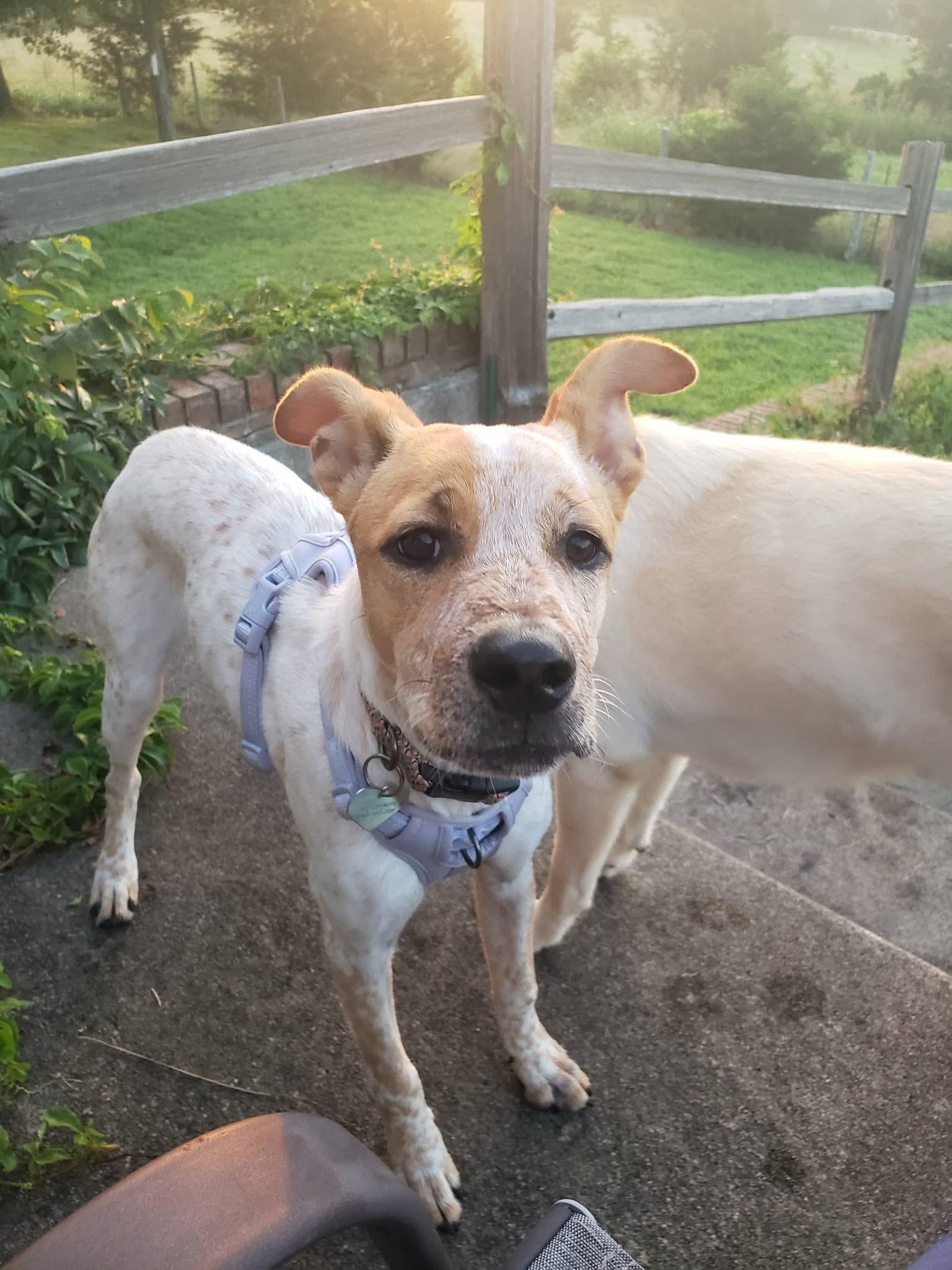 Enlarge Poppy, a ADOPTABLE mixed breed in Flint , MI image 4/5