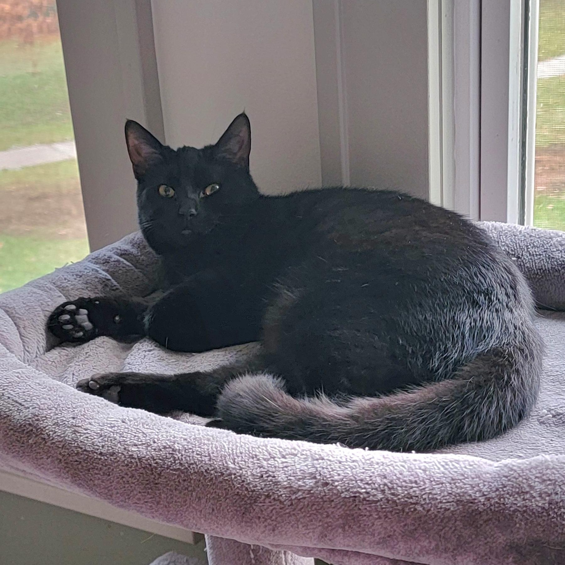 Ryder, a Adoptable Domestic Short Hair in Wyandotte, MI image 2/6