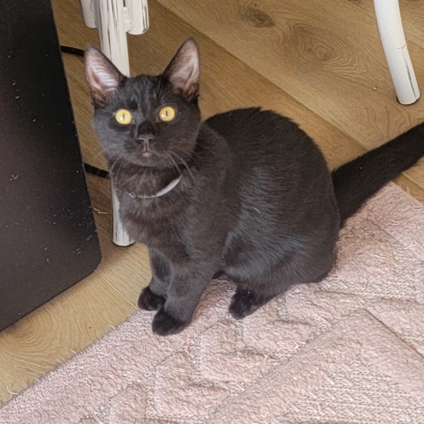 Ryder, a Adoptable Domestic Short Hair in Wyandotte, MI image 5/6