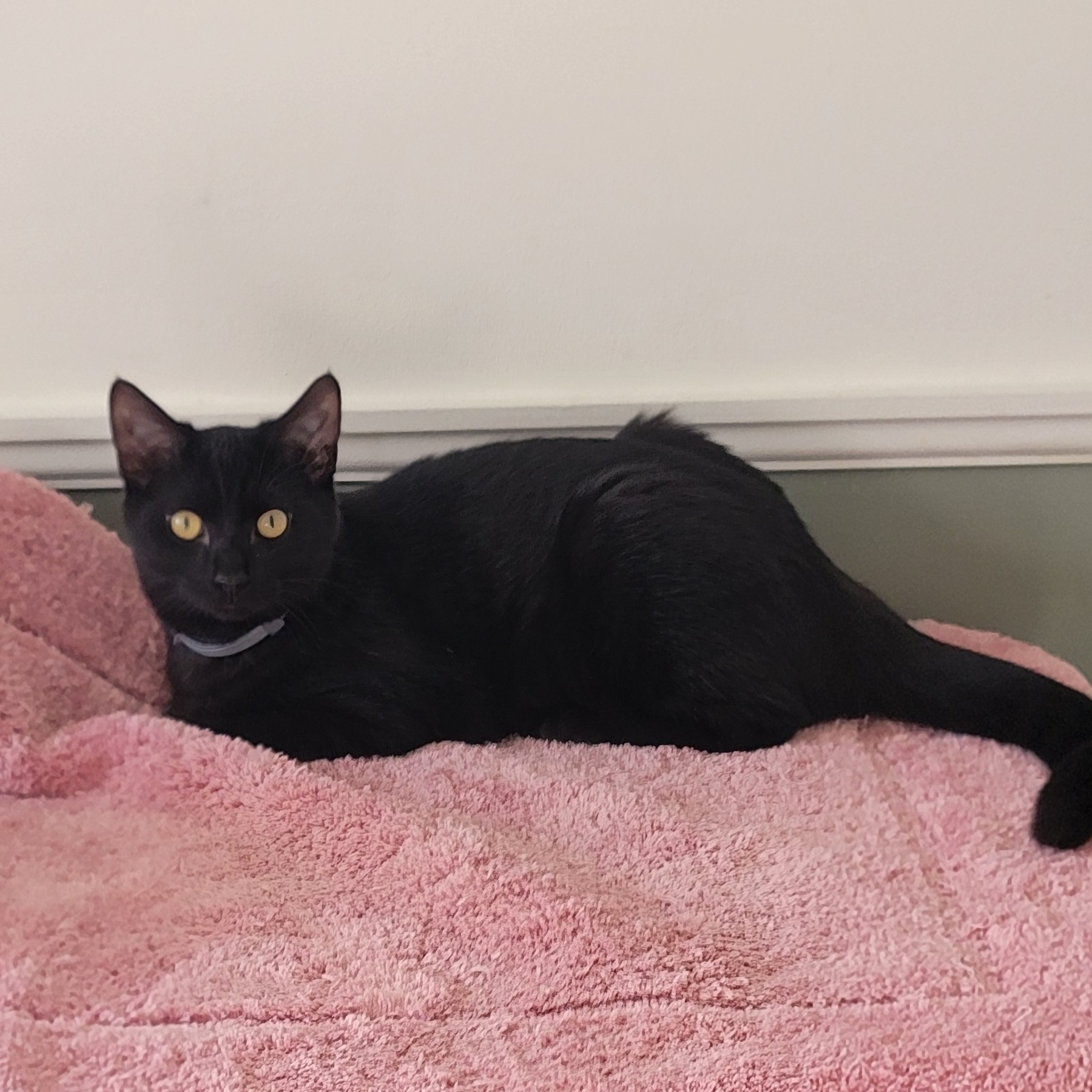 Ryder, a Adoptable Domestic Short Hair in Wyandotte, MI image 3/6