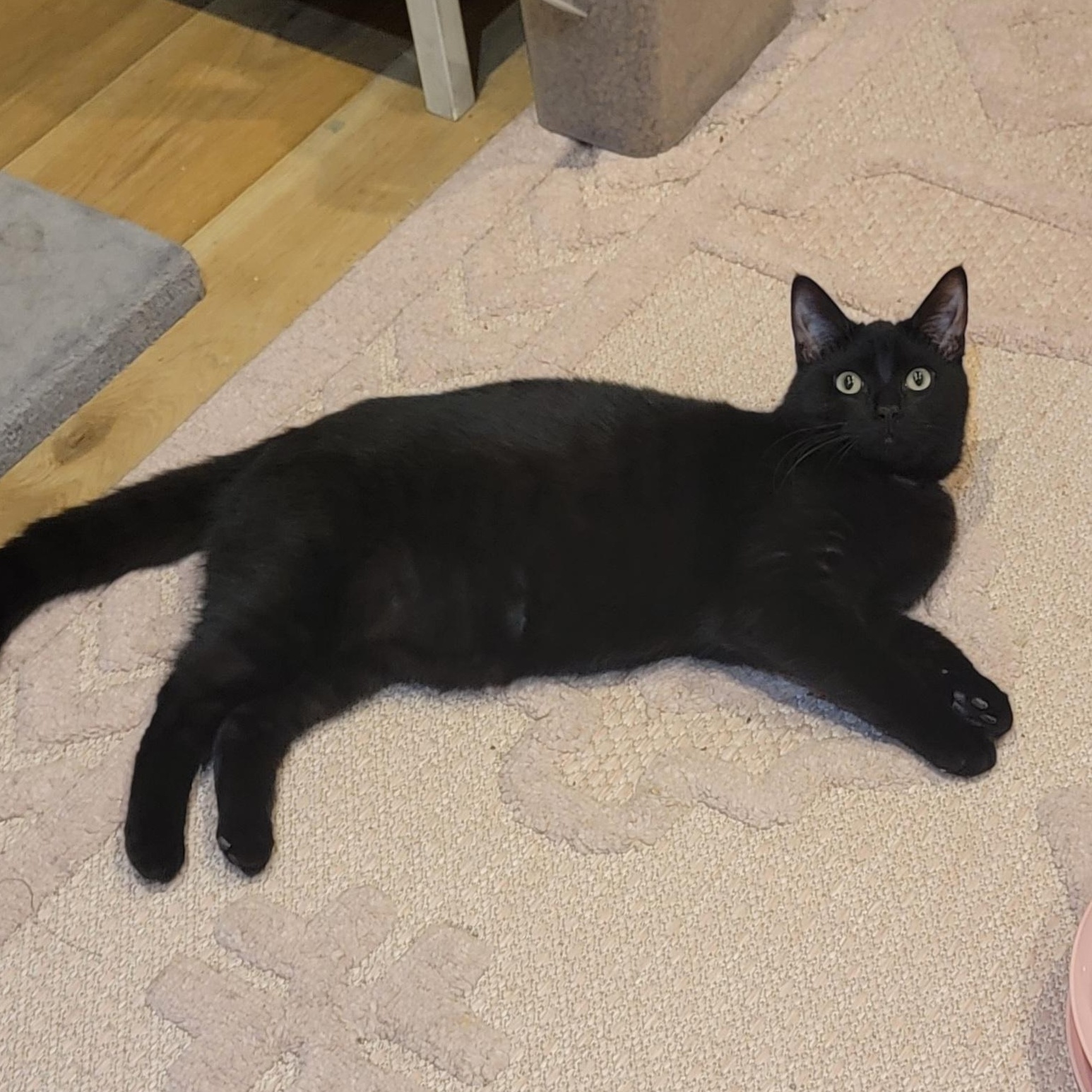 Ryder, a Adoptable Domestic Short Hair in Wyandotte, MI image 1/6