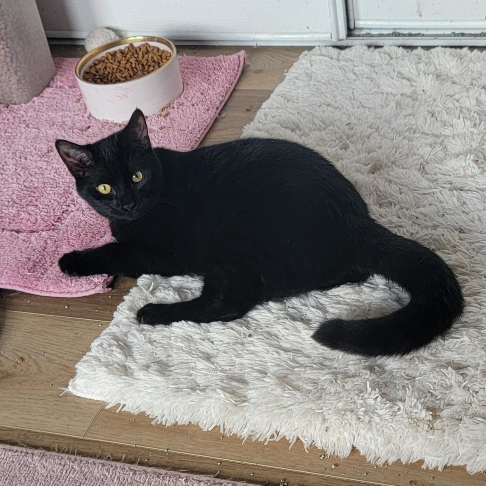 Ryder, a Adoptable Domestic Short Hair in Wyandotte, MI image 4/6