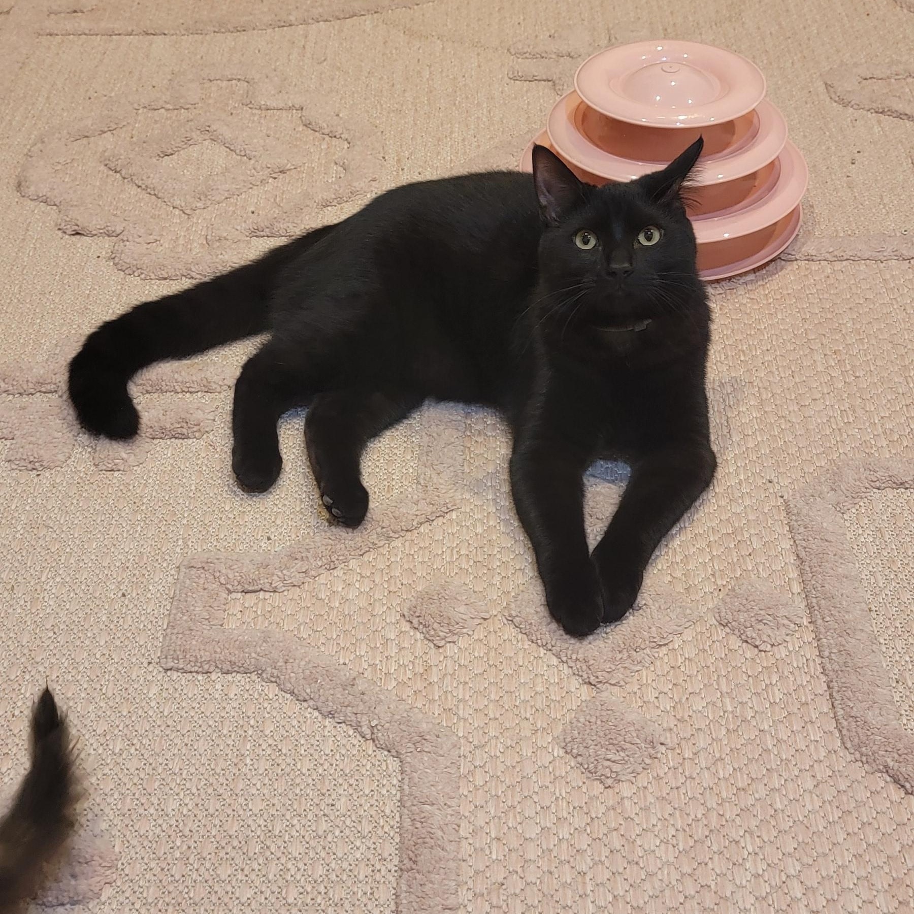 Ryder, a Adoptable Domestic Short Hair in Wyandotte, MI image 6/6