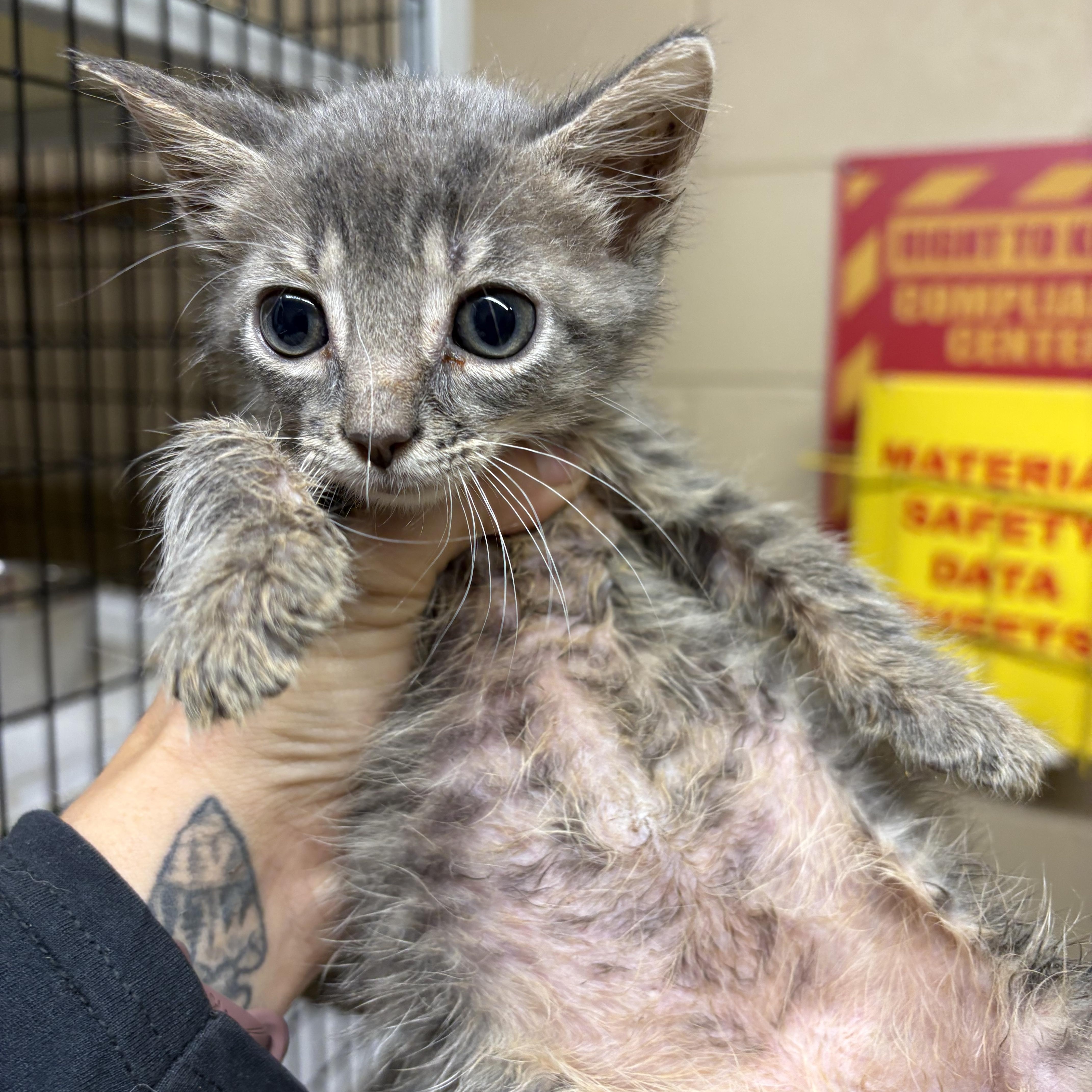 Enlarge Earl, a Adoptable Domestic Short Hair in Monticello, GA image 1/1