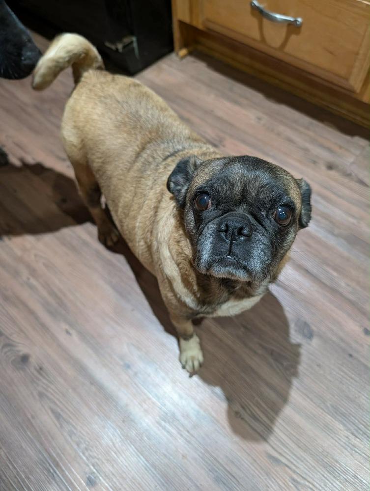 JJ, Adoptable, Adult Female Pug.