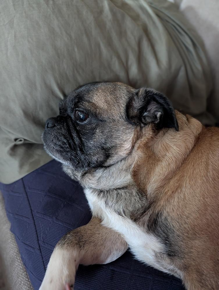 Enlarge JJ, a Adoptable mixed breed in Waunakee, WI image 2/4